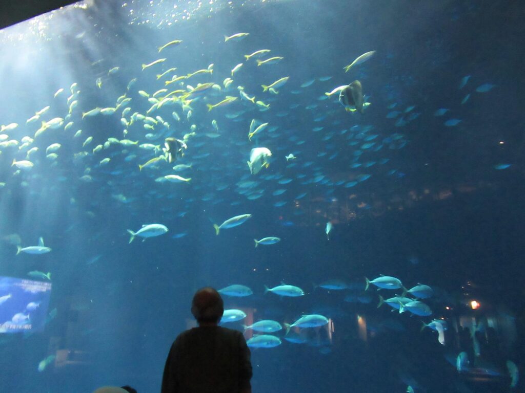 四国水族館2